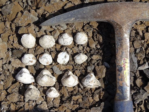 09 Two types of bivalves found in another dark clay layer suggest a brakish paleoenvironment