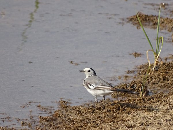 13 Beautifull small birds are intriguing by the screen-washing