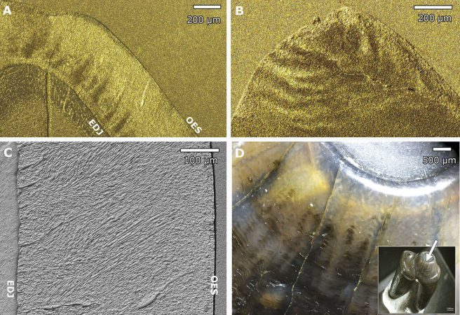 Hunter-Schreger bands in the enamel of <em>Cambaytherium thewissi</em> shown by different techniques