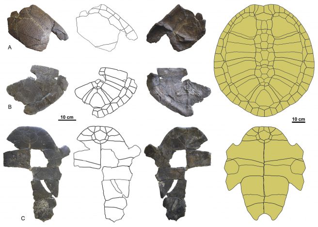 <em>Taphrosphys congolensis</em>, from Landana (Cabinda Province, Angola). Anterior (A) and posterior (B) regions of the carapace, and partial plastron (C). Reconstruction of the carapace in dorsal view and plastron in ventral view