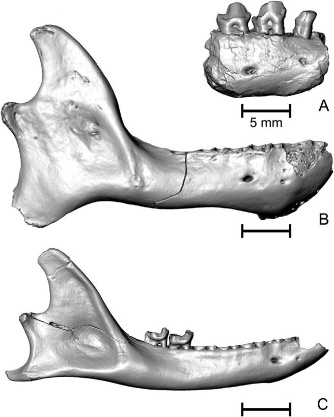 Lateral (buccal) views of lower jaws of primates from Tadkeshwar Lignite Mine, India. A, <em>Asiadapis tapiensis</em> sp. nov. B, cf. <em>Asiadapis</em> sp. nov. C, <em>Marcgodinotius indicus</em>