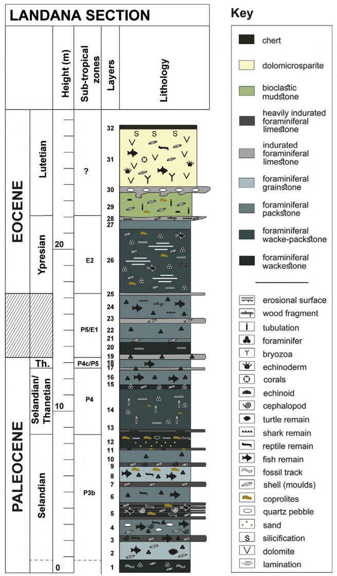 Stratigraphic log of the Landana section with ages estimated based on the identified sub-tropical zones of planktonic foraminiferans