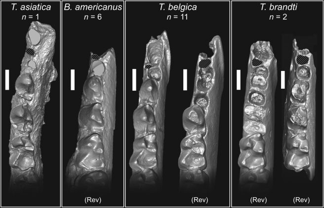 Comparative size of the p1 alveolus in <em>Teilhardina</em> and <em>Bownomomys</em>. n = sample size of specimens. (Rev) indicates = specimens reversed. Scale bars = 1 mm