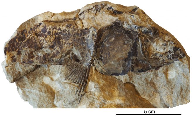 <em>Cabindachanos dartevellei</em> gen. and sp. nov. Holotype MRAC RG 4629; head, pectoral fin and beginning of the body (right side)