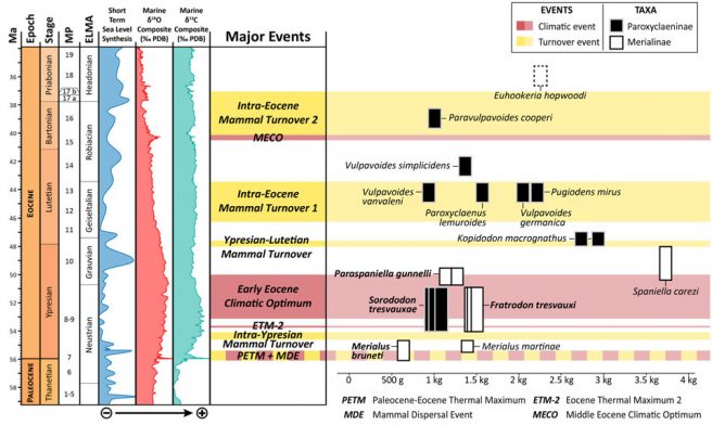 Temporal distribution and the evolution of body mass in paroxyclaenids. The four new paroxyclaenids described in the present paper are in bold.