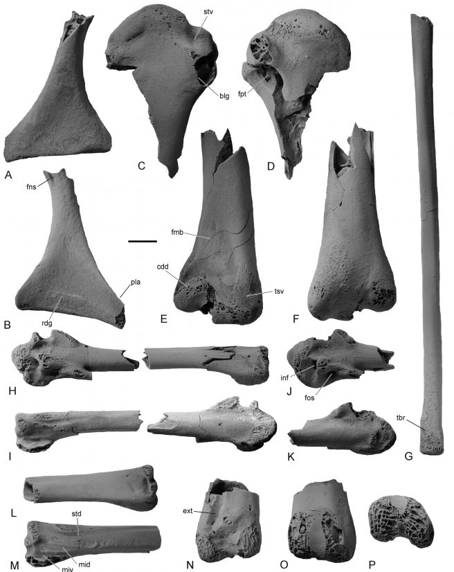 Palaeognathous lithornithid bird from the late Paleocene of Templeuve (France). A-B, coracoid. C-F, proximal and distal extremities of humerus from the same individual. G, radius lacking distal tip. H-I, carpometacarpus in two pieces. J-K, proximal end of carpometacarpus. L-M, distal portion of carpometacarpus. N-P, distal end of tibiotarsus. Scale bar = 5 mm.