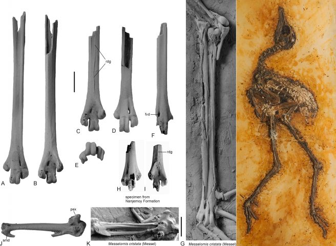 Fossil bones of a leg (tarsometatarsus) and a wing (carpometacarpus) of a Messelornithidae from the early Eocene of Egem (Belgium) compared to those of <em>Messelornis cristata</em> from the middle Eocene of Messel, Germany. Scale bar = 5 mm.