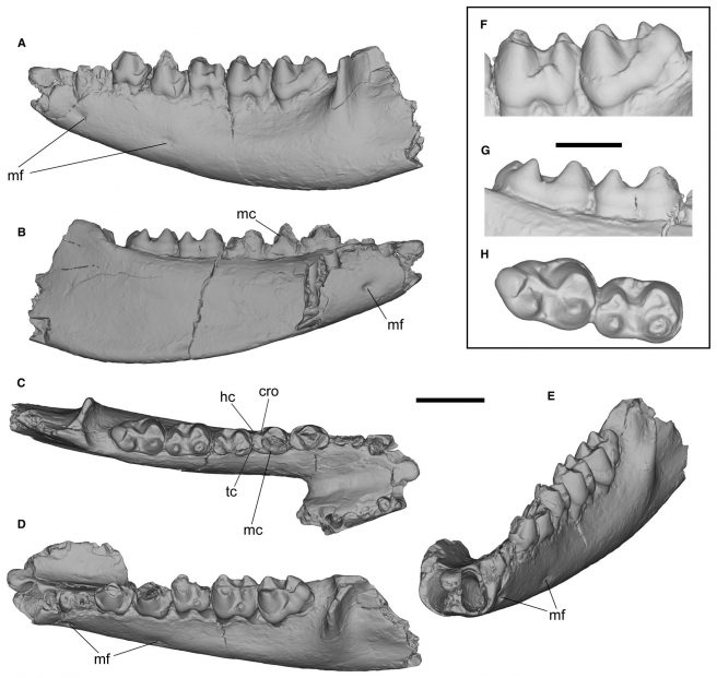 GU/RSR/TAD 9201, mandible with left dentary and P3–M3, holotype of <em>Pahelia mysteriosa</em> gen. et sp. nov. Scale bars represent 10 mm (A–E); 5 mm (F–H).