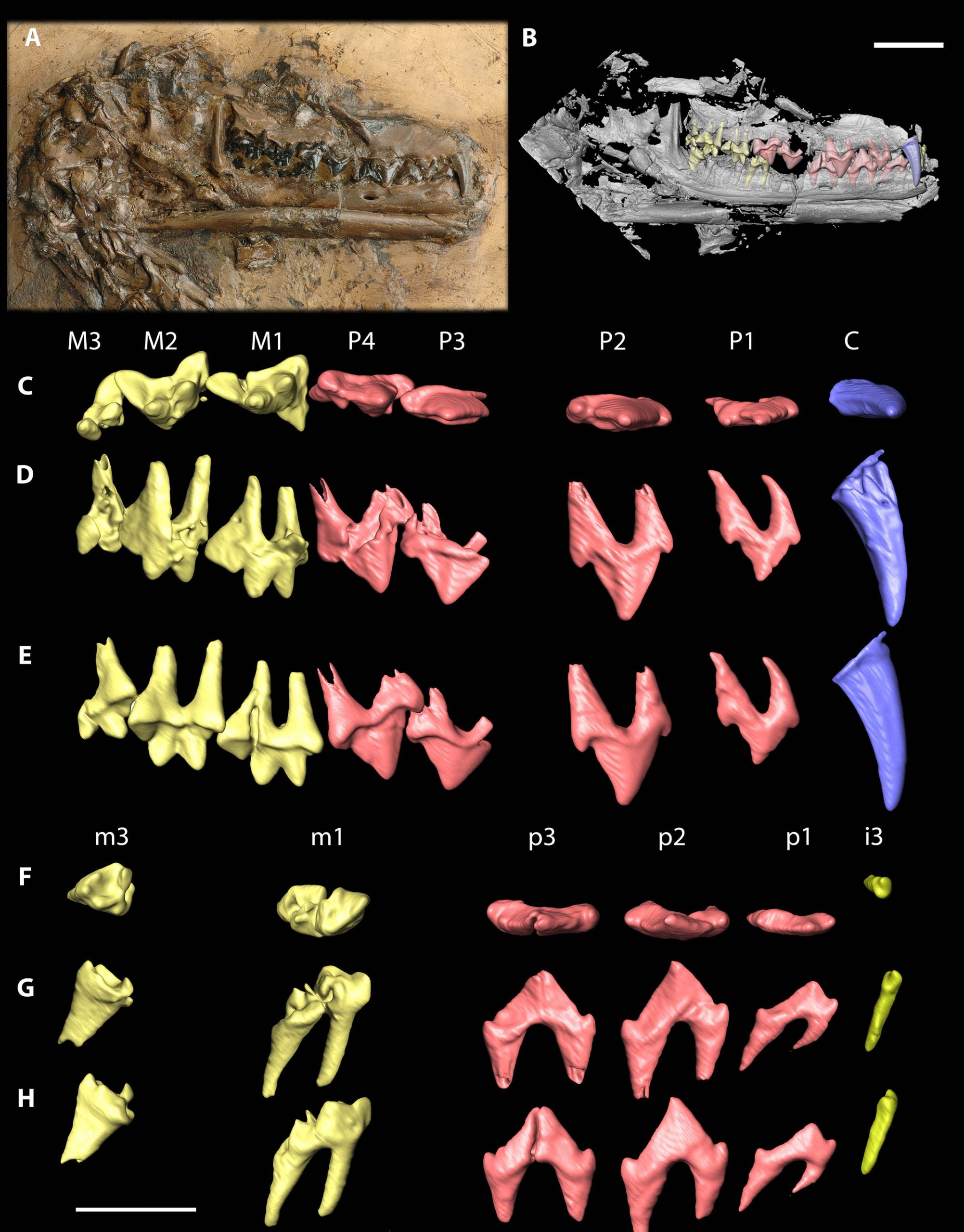 <em>Lesmesodon edingeri</em> (Springhorn, 1982), HLMD-Be 155. A, Original specimen in 1378 lateral view (right). B, Digitized specimen. C-E, right upper dentition; C, occlusal view; D, 1379 lingual view; E, labial view. F-H, right lower dentition; F, occlusal view; G, lingual view; H, 1380 labial view. Reversed views: D, G. Upper scale bar: A-B; lower scale bar: C-H.