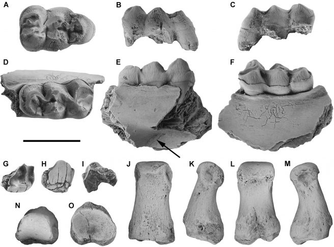 Hyracoids from Malembo, Angola: <em>Geniohyus dartevellei</em>, RMCA-RG6412, right m3 in occlusal (A), lingual (B), and labial (C) views; <em>Pachyhyrax</em> cf. <em>crassidentatus</em>, RMCA-RG6423, left m3 on a mandible fragment in occlusal (D), lingual (E), and labial (F) views (the arrow indicates the mandibular depression, see text for details); Hyracoidea, genus and species indet., RMCA-RG6416, fragment of a right m1 or m2 in occlusal (G), lingual (H), and labial (I) views; Hyracoidea, genus and species indet., RMCA-RG6425, a proximal phalanx in dorsal (J), plantar (K), and lateral (L, M), distal (N), and proximal (O) views. Scale bar = 1cm.