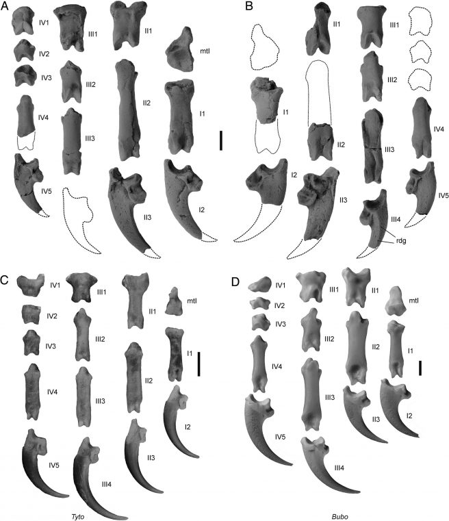<em>Primoptynx poliotauros</em>, gen. et sp. nov., UMMP 96195, holotype, from the Willwood Formation of the northern Bighorn Basin, Wyoming, U.S.A., pedal phalanges in comparison with those of extant owls. Note the large ungual phalanges of the first and second toes of the fossil species. A, B, <em>P. poliotauros</em>, A, right and B, left feet. C, D, pedal phalanges of the right foot of C, <em>Tyto alba</em> (Tytonidae) and D, <em>Bubo scandiacus</em> (Strigidae); in C, the ungual phalanges bear the keratinous sheaths. The phalanges are numbered; the dotted lines indicate missing phalanges or parts thereof. All fossil bones were coated with ammonium chloride. Abbreviations: mtI, os metatarsale I; rdg, ridge on medial surface of ungual phalanx of third toe. Scale bars equal 5 mm.