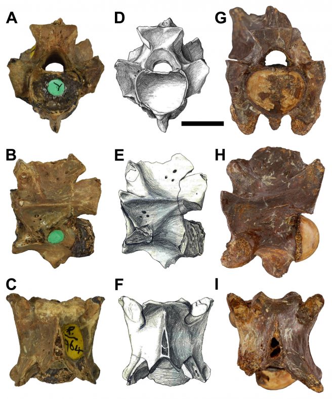 Comparison between the <em>Palaeophis africanus</em> vertebrae from Cabinda and Nigeria. A–C. NHMUK PV R 4964, trunk vertebra, holotype, in anterior (A), lateral (B) and dorsal (C) views. D–F. Drawings of NHMUK PV R 4964, trunk vertebra, holotype, in anterior (D), lateral (E) and dorsal (F) views. G–I. RMCA-RGP 16031a, anterior trunk vertebra in anterior (G), (reversed) lateral (H) and dorsal (I) views. Scale bar: 1 cm.