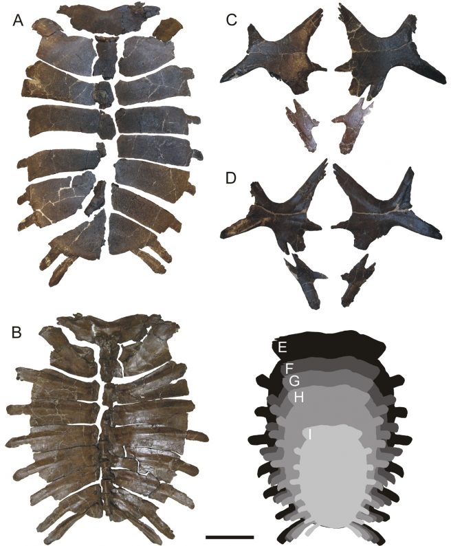 Shells of <em>Axestemys</em> (Cryptodira, Trionychidae), from the Tienen Formation (basal Ypresian, earliest Eocene) of several Belgian localities. A–D. Shell of the specimen of <em>Axestemys vittata</em> IRSNB R423, from Leval (Hainaut). A, B: carapace, in dorsal (A) and ventral (B) views; C, D: partial plastron, in ventral (C) and dorsal (D) views. E–I. Comparison of the length of the carapace of five Belgian specimens of <em>Axestemys</em>, using the profile of the individual of Erquelinnes IRSNB R86. E: IRSNB R423, specimen of <em>Axestemys vittata</em>, from Leval; F: IRSNB R86, holotype of <em>Axestemys erquelinnensis</em> nov. sp., from Erquelinnes (Hainaut); G: IRSNB R421, specimen of <em>Axestemys vittata</em>, from Leval; H: IRSNB R420, specimen of <em>Axestemys vittata</em>, holotype of ‘<em>Trionyx levalensis</em>’, from Leval; I: IRSNB R428, specimen of <em>Axestemys vittata</em>, from Orp-le-Grand (Walloon Brabant). Scale bar: 20 cm.