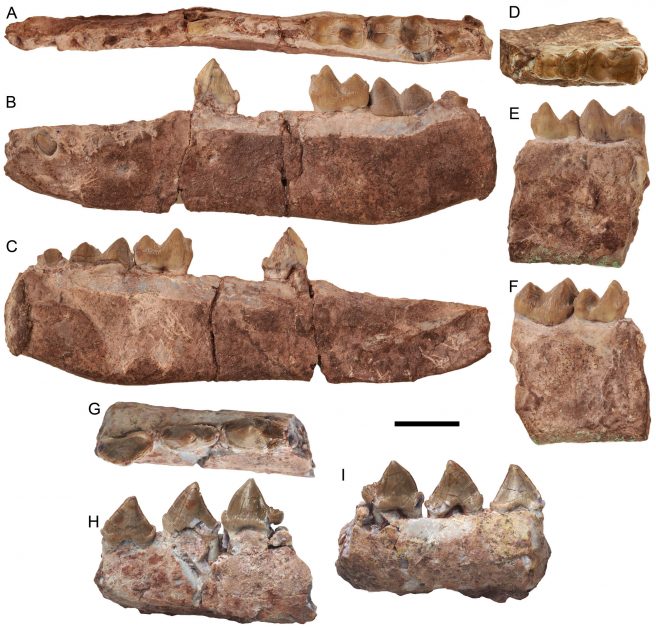 Lower dentition of <em>Rajouria gunnelli</em> gen. nov. sp. nov. A-C. GU/RJ/362, left dentary and holotype with i3 erupting, dp3, m1-2, trigonid part of m3 and alveoli of i1-2, c, p1-2, and p4 in occlusal (A), labial (B), lingual (C) views. D-F. GU/RJ/303, right dentary fragment with m1-2 in occlusal (D), labial (E), lingual (F) views. G-I. GU/RJ/144, left dentary fragment with p2-4 in occlusal (G), labial (H), lingual (I) views. Scale bar: 10 mm.