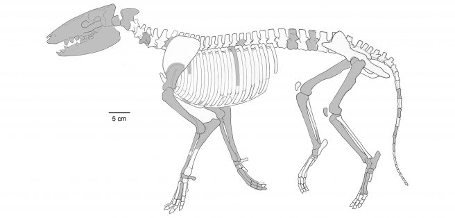 Skeletal reconstruction of <em>Cambaytherium thewissi</em>, with preserved elements shown in grey. Although much of the skeleton is represented, proportions should be regarded as approximate because elements were found isolated and represent multiple individuals. Because phalanges cannot be assigned definitively to digit or limb, representative phalanges are shown only in one manus but likely represent both manus and pes.