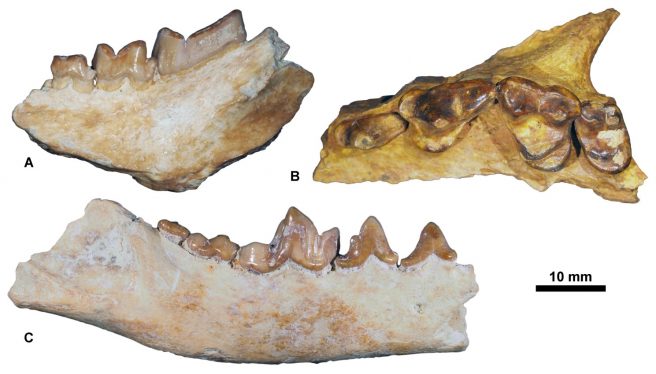 Carnivorous mammals from Pech du Fraysse (MP28) housed at the RBINS. A, <em>Hyaenodon leptorhynchus</em>, RBINS M 2326 (in labial view); B, <em>Cyonarctos dessei</em>, RBINS M 2327 (in occlusal view); C, <em>Phoberogale minor</em>, RBINS M 2328 (in labial view).