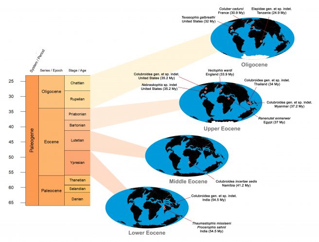 Distribution maps of colubroidean records in the Eocene and Oligocene. Early Eocene: <em>Thaumastophis missiaeni</em> and <em>Procerophis sahnii</em> (Ypresian of India; Rage et al., 2008); Colubroidea indet. (Ypresian of India; Rage et al., 2003). Middle Eocene: Colubroidea incertae sedis (Lutetian of Namibia; Rage et al., 2013). Late Eocene: <em>Renenutet enmerwer</em> (Priabonian of Egypt; McCartney and Seiffert, 2015); Colubroidea indet. (Bartonian of Myanmar; Head et al., 2005); Colubroidea indet. (Priabonian of Thailand; Rage et al., 1992); Colubroidea indet. (Priabonian of U.S.A.; Smith, 2013); <em>Vectophis wardi</em> (Priabonian of England; Rage and Ford 1980); <em>Nebraskophis</em> sp. (Priabonian of U.S.A.; Parmley and Holman, 2003). Oligocene: Elapidae indet. (Chattian of Tanzania; McCartney et al., 2014); <em>Coluber cadurci</em> (Rupelian of France; Rage, 1974); <em>Texasophis galbreathi</em> (Rupelian of U.S.A.; Holman, 1984).